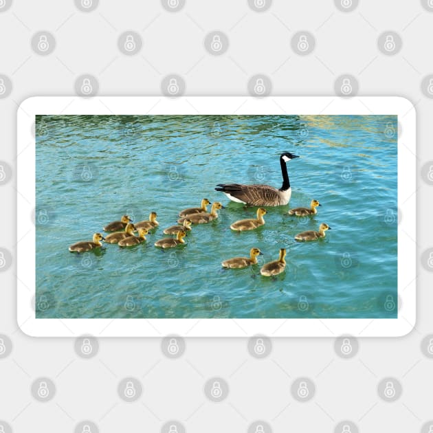 Family of young Geese Goslings Swimming Together Sticker by BackyardBirder